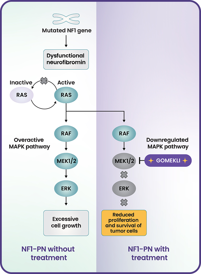Image of a chart displaying the mechanism of action for GOMEKLI.